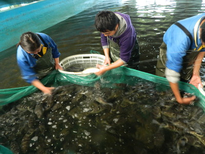 海安 以特色農(nóng)業(yè)為基，串起旅游開(kāi)發(fā)協(xié)同發(fā)展鏈
